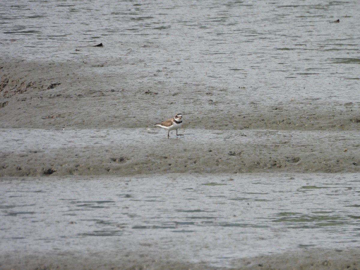 Semipalmated Plover - ML622217006