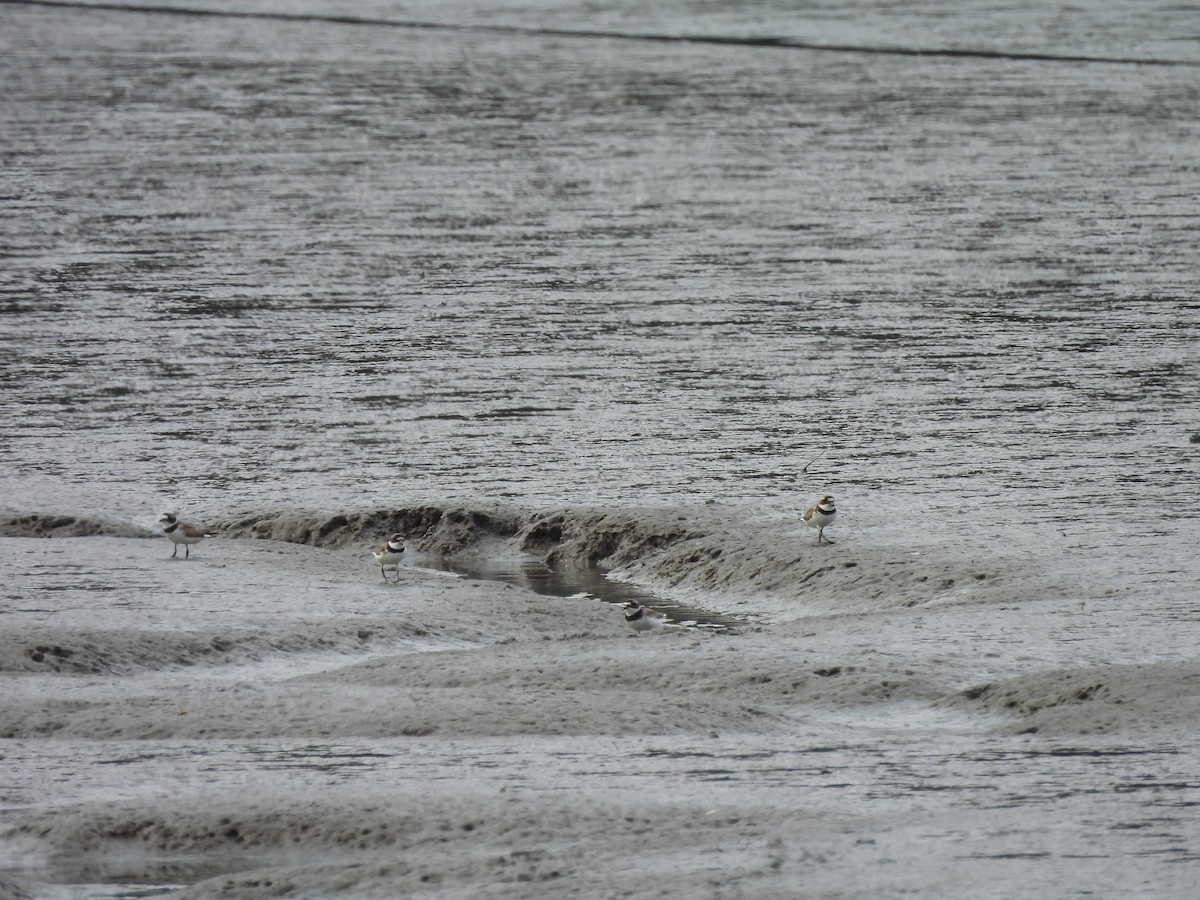 Semipalmated Plover - ML622217007