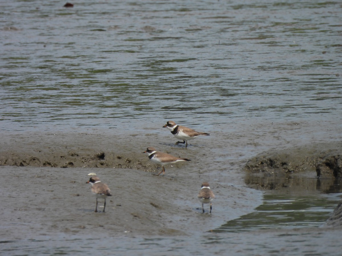 Semipalmated Plover - ML622217010
