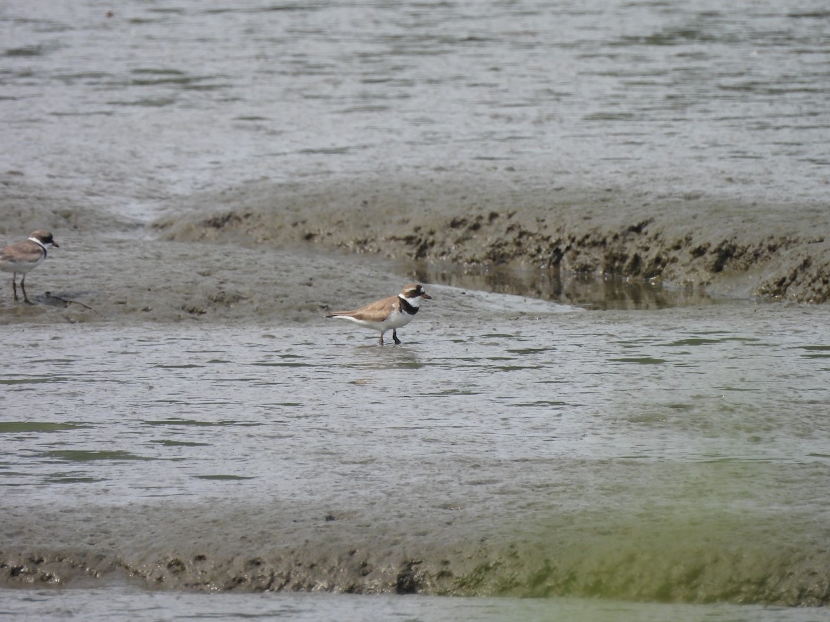 Semipalmated Plover - ML622217014