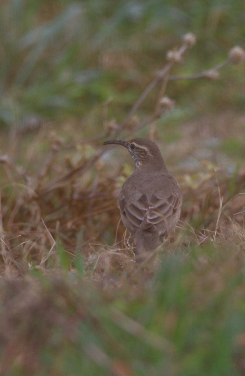 Scale-throated Earthcreeper - ML622217065