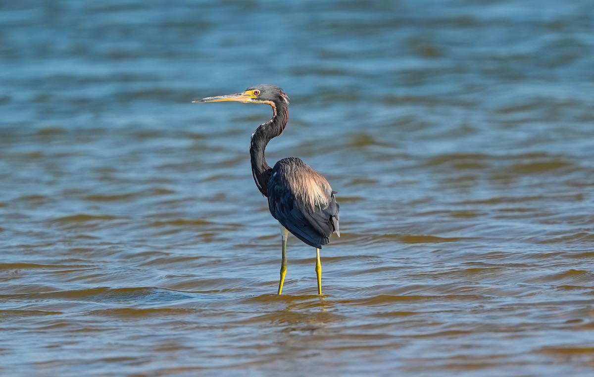 Tricolored Heron - ML622217235