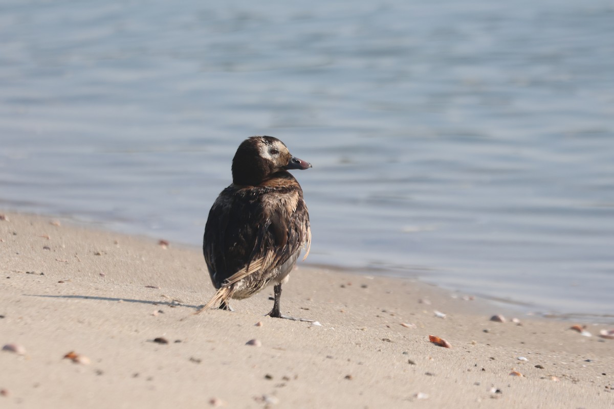 Long-tailed Duck - ML622217238