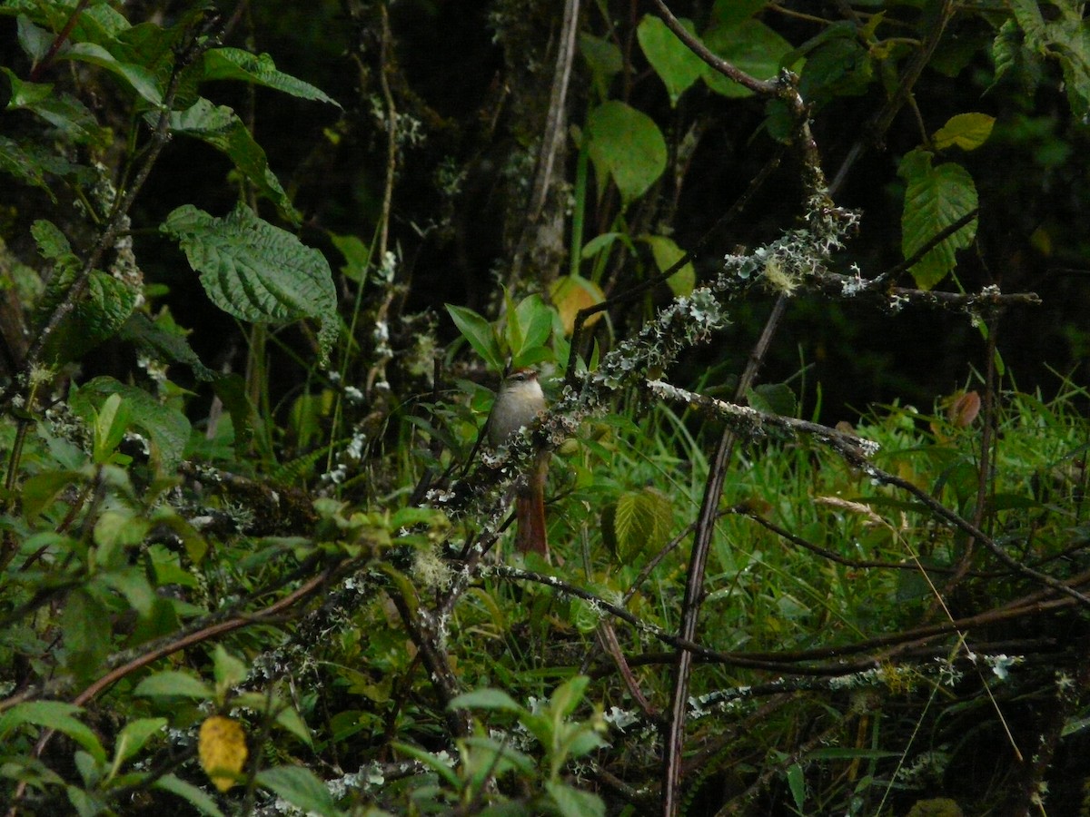 Line-cheeked Spinetail - Juan Aguilar