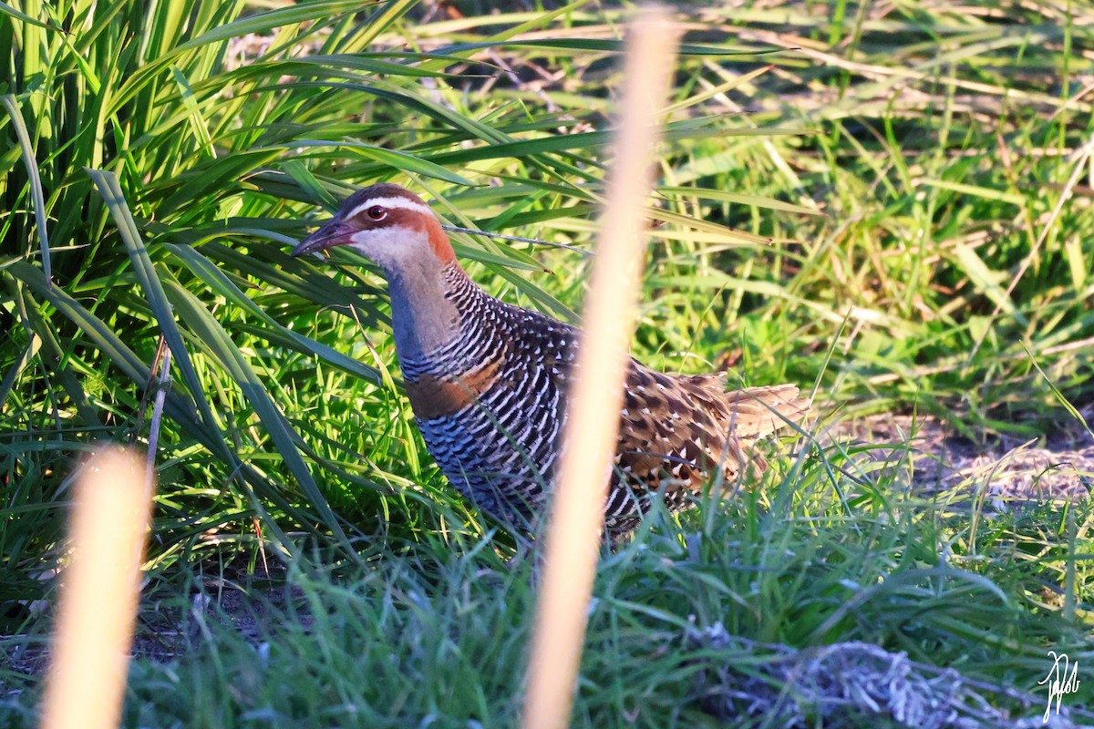 Buff-banded Rail - ML622217314