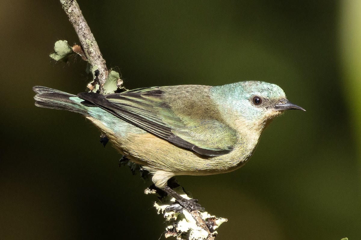 Black-legged Dacnis - ML622217396