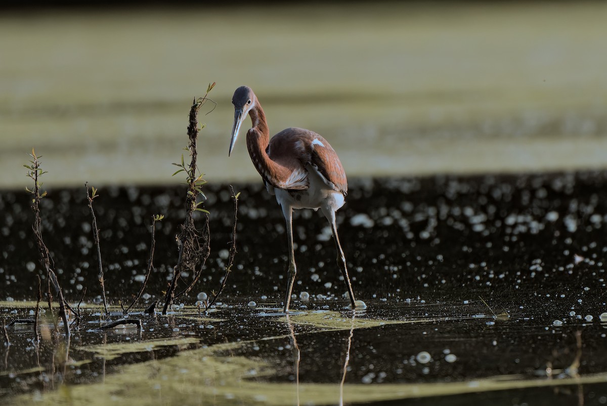 Tricolored Heron - ML622217409