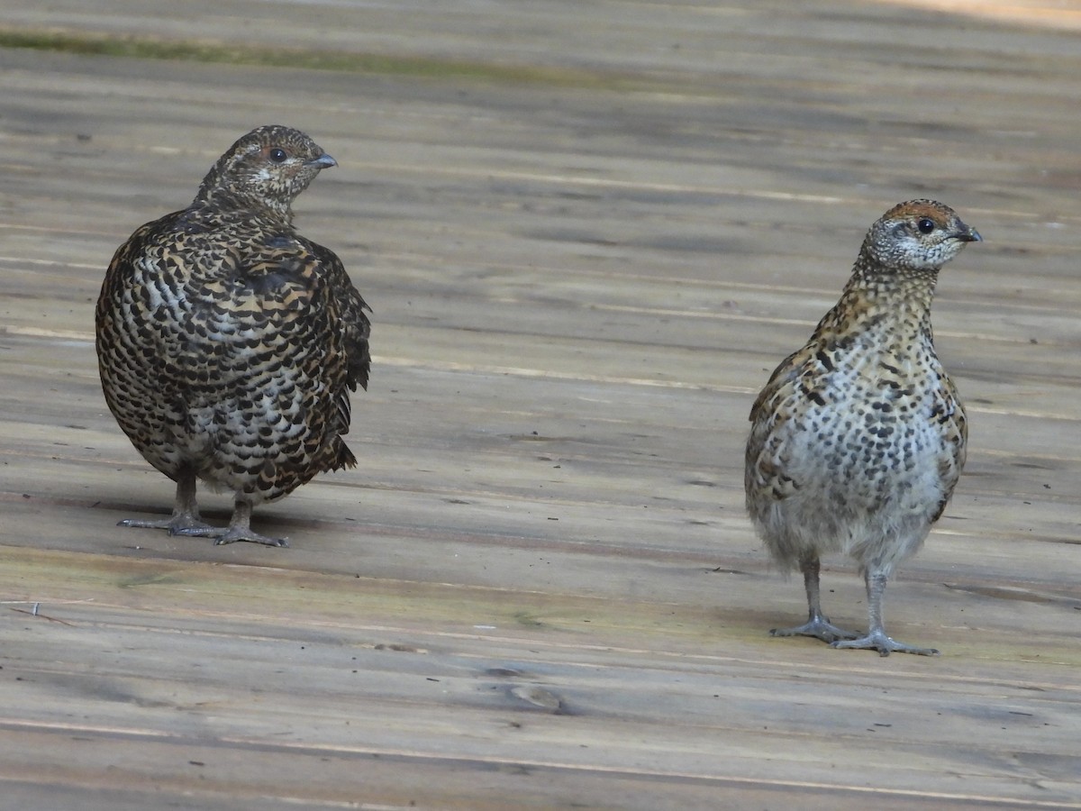 Spruce Grouse - ML622217510