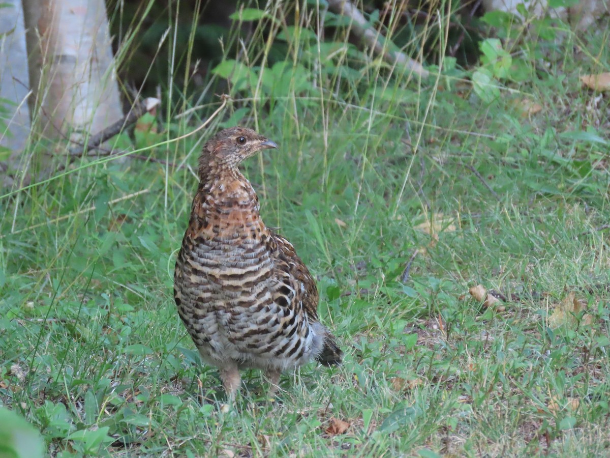 Spruce Grouse - David Weiss