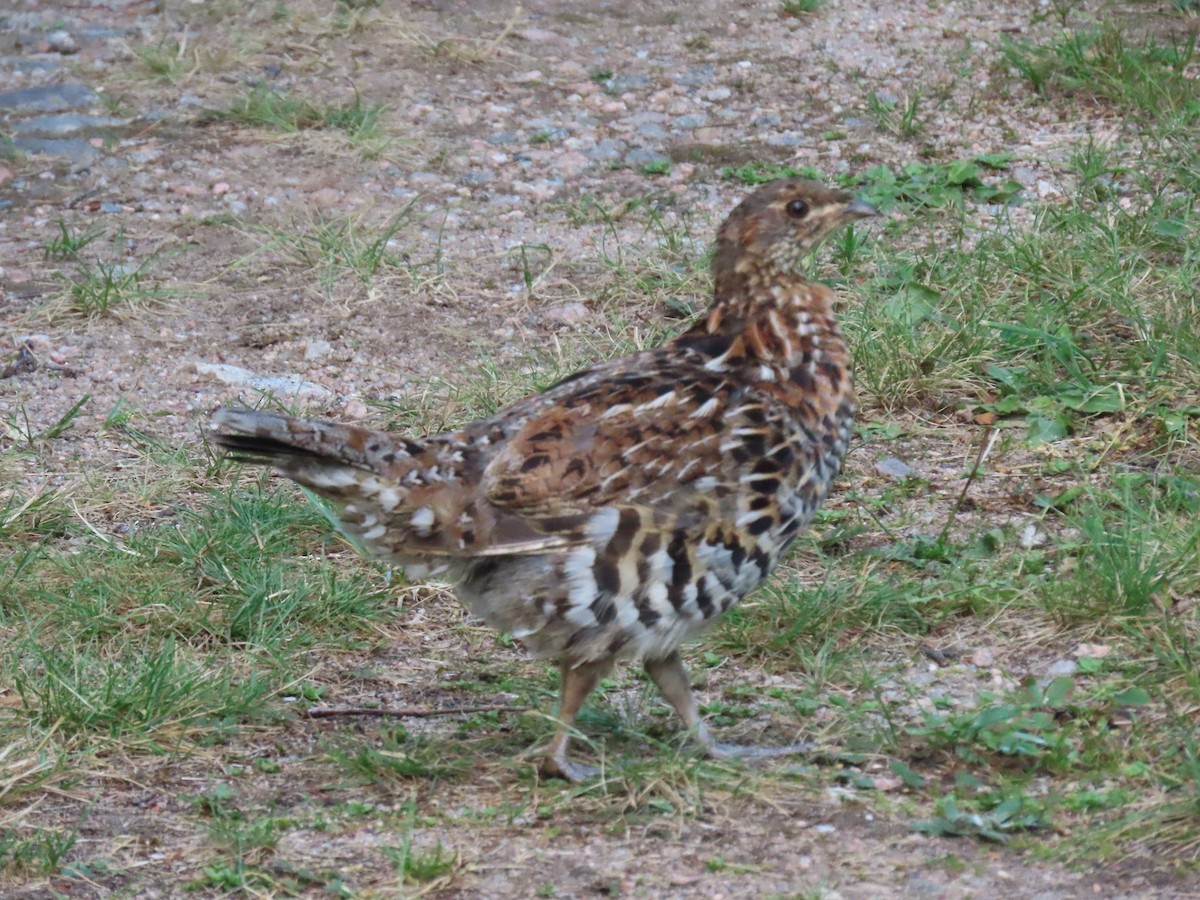 Spruce Grouse - ML622217545