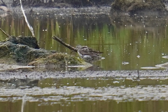 styltesnipe - ML622217547