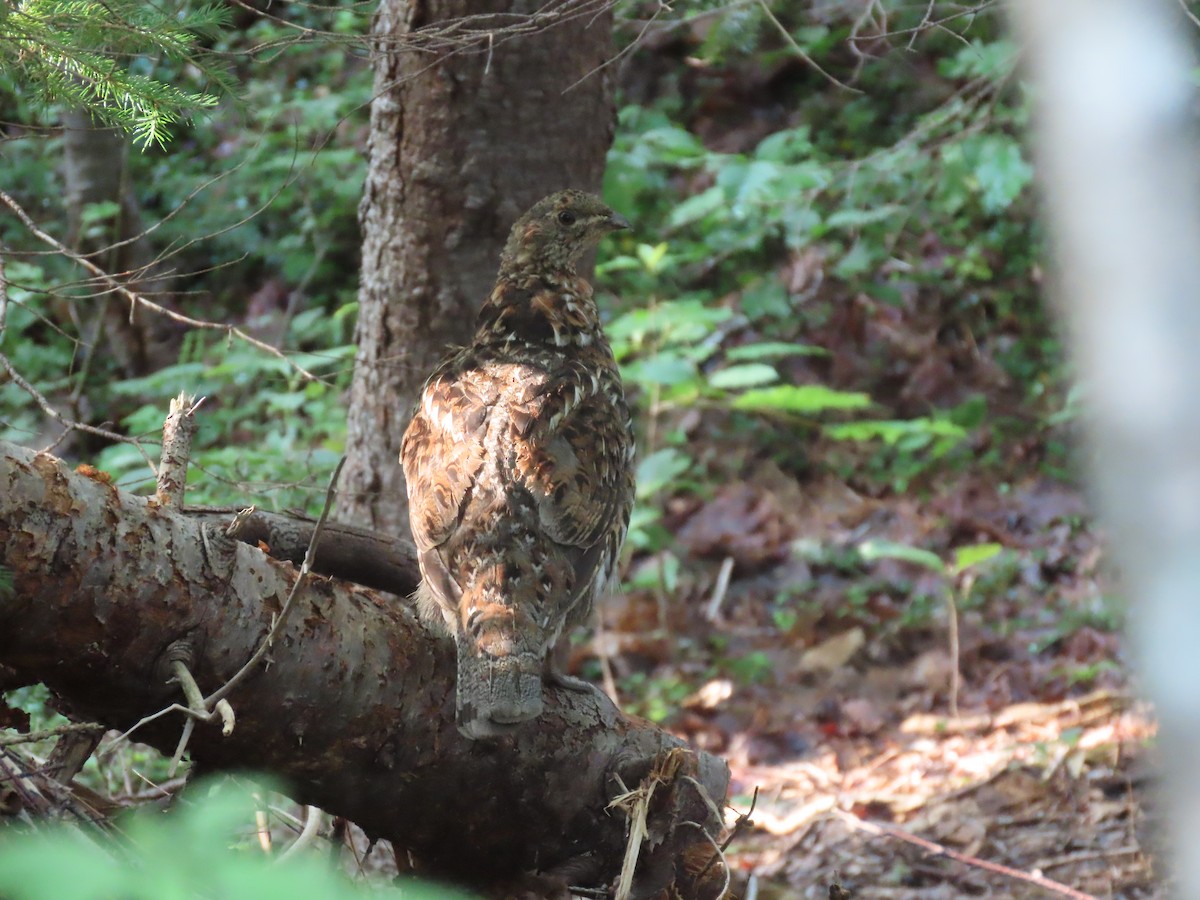 Spruce Grouse - ML622217567