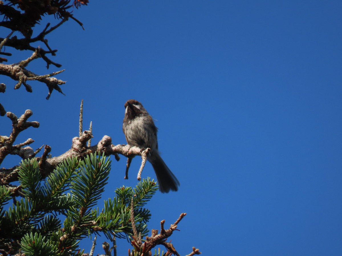 Boreal Chickadee - ML622217572