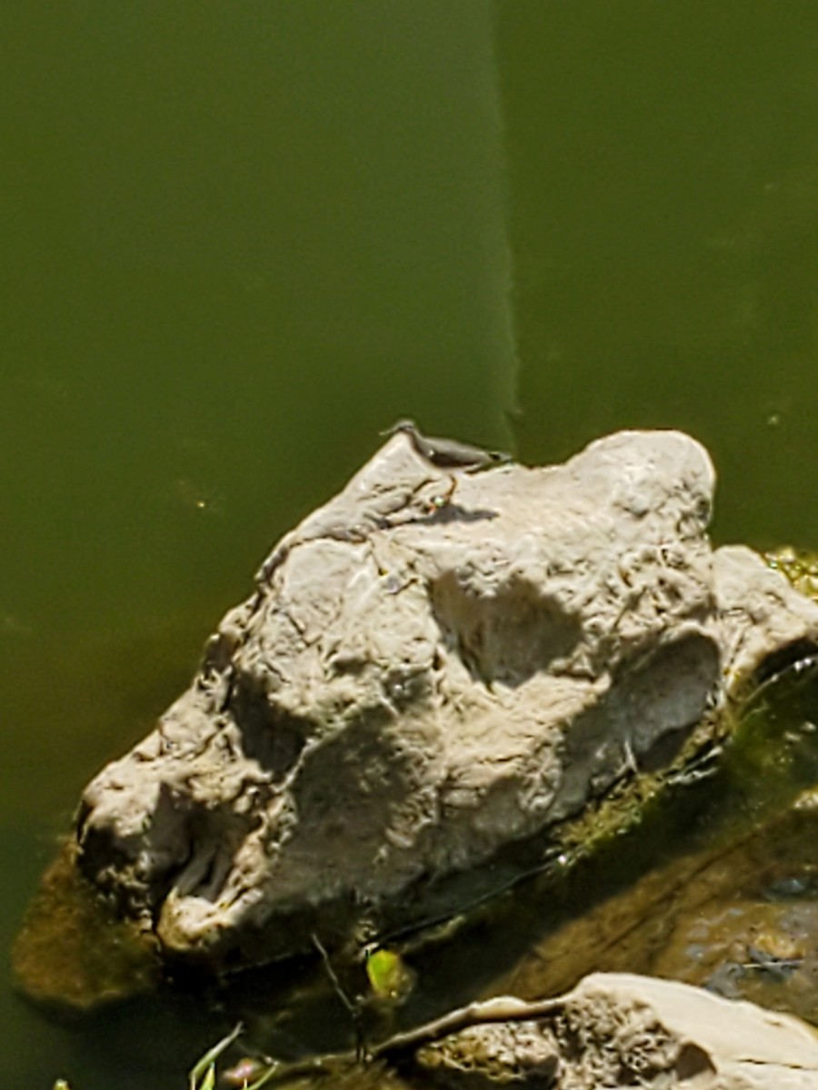 Spotted Sandpiper - ML622217628