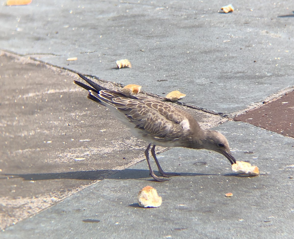 Laughing Gull - ML622217641