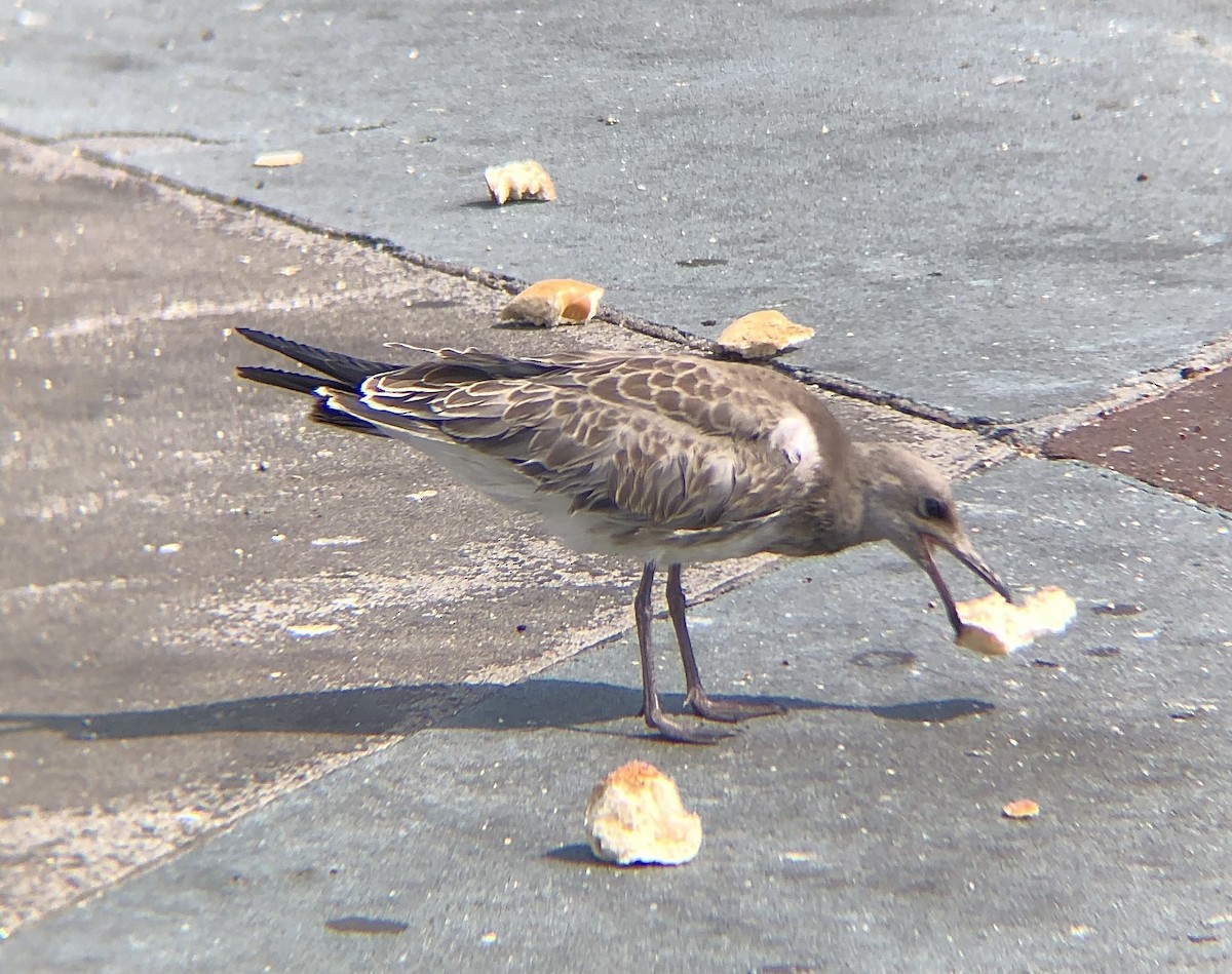 Laughing Gull - ML622217643