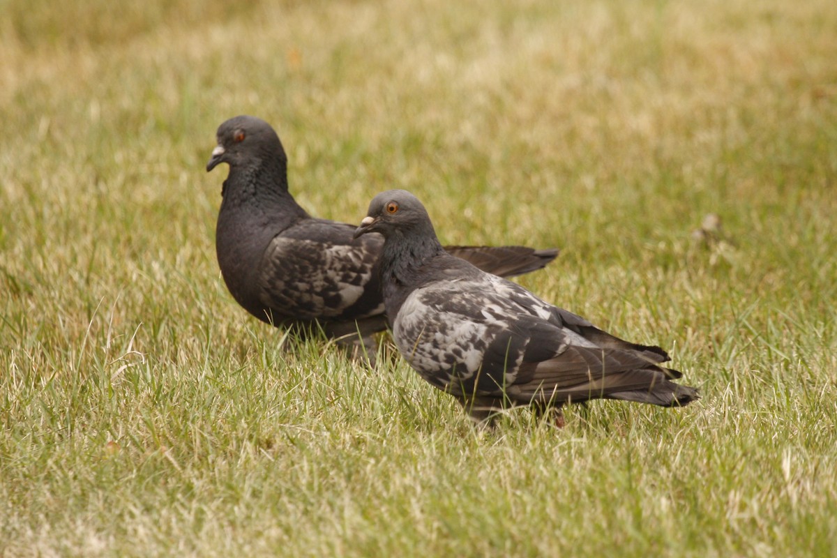 Rock Pigeon (Feral Pigeon) - ML622217654