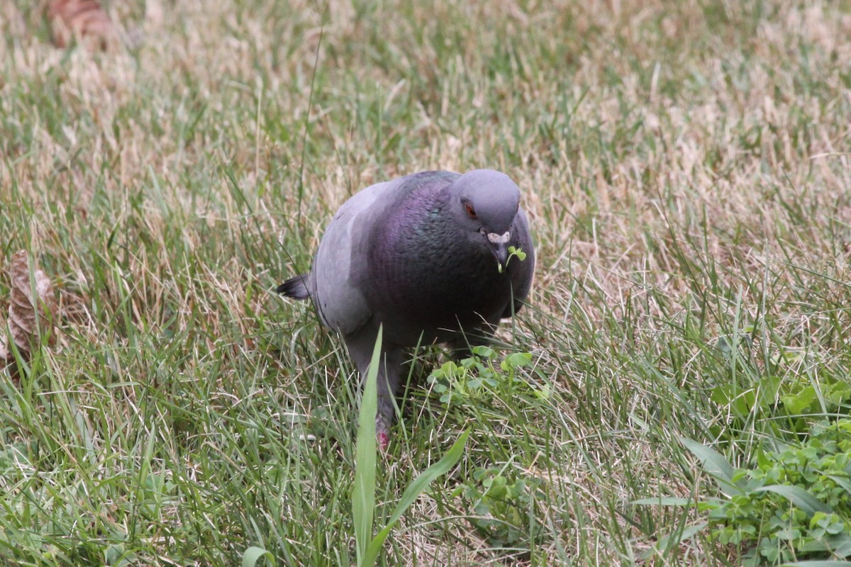 Хөхвөр тагтаа (суурин газрын) - ML622217655