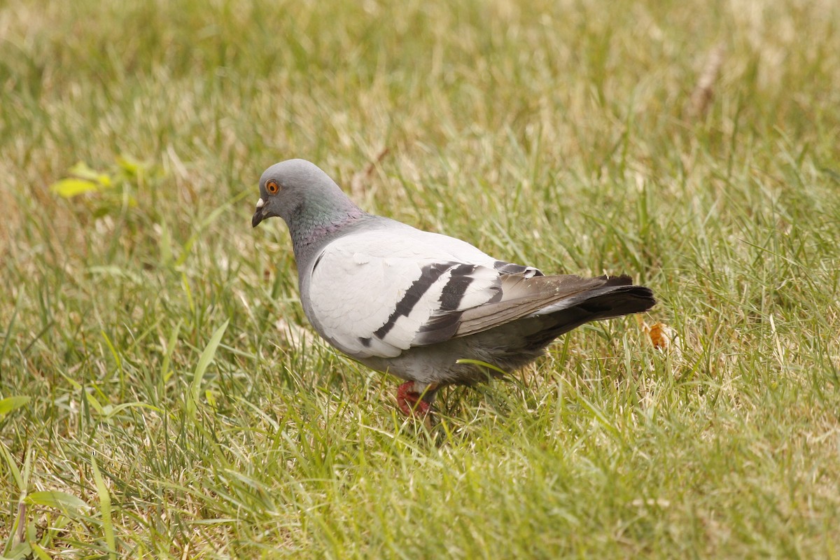 Хөхвөр тагтаа (суурин газрын) - ML622217656