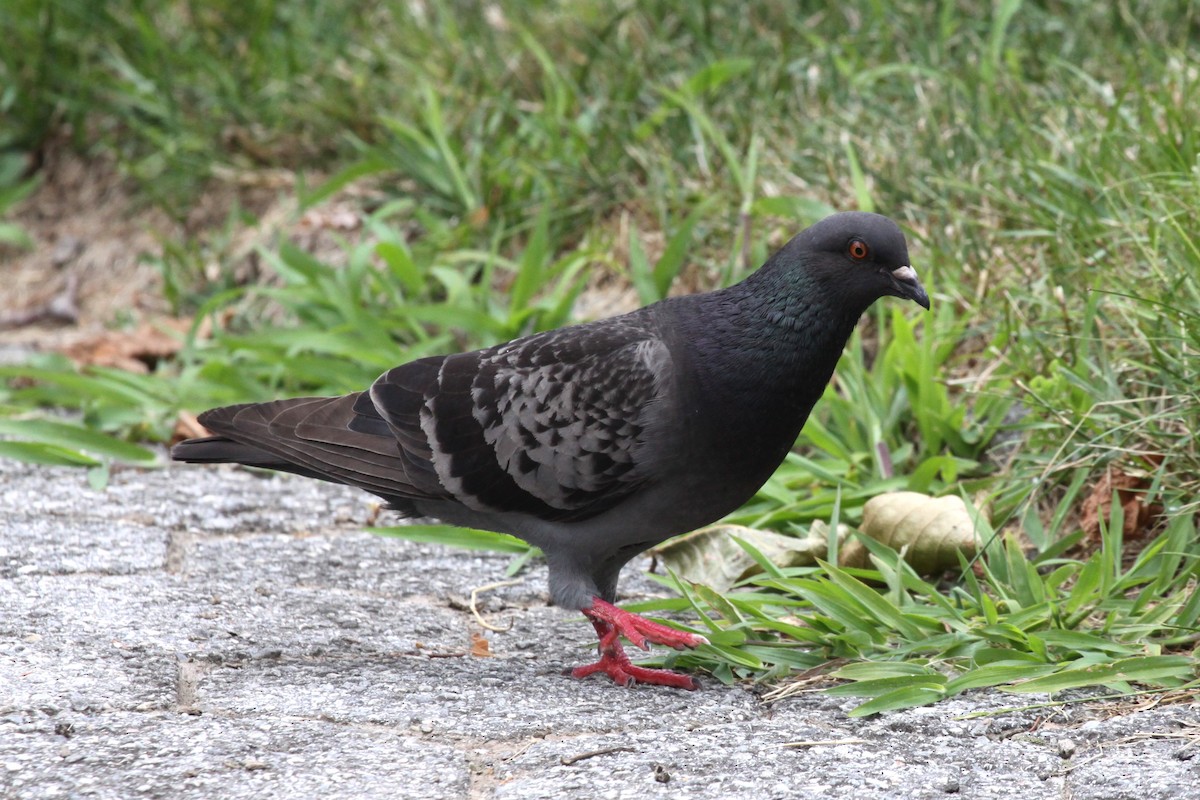 Хөхвөр тагтаа (суурин газрын) - ML622217657