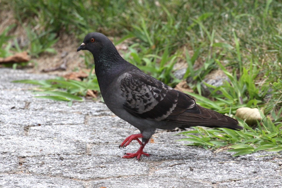 Хөхвөр тагтаа (суурин газрын) - ML622217658