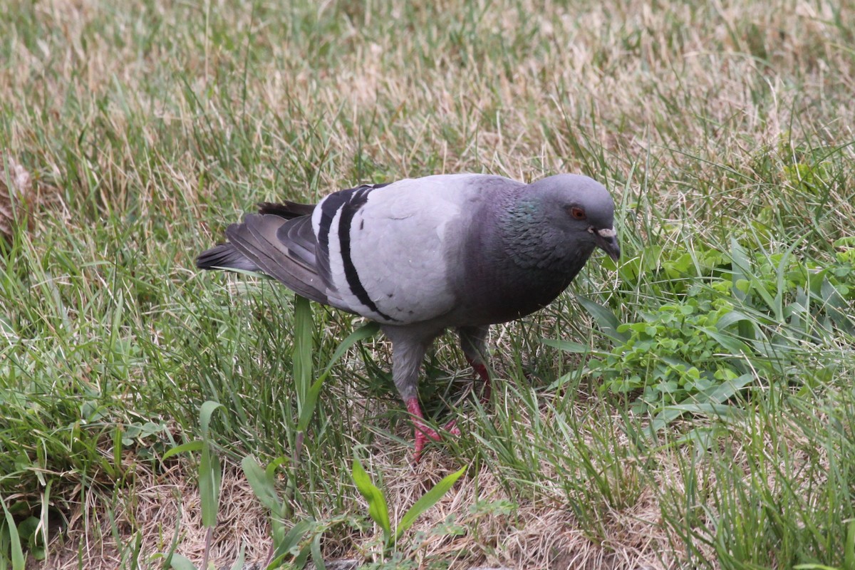 Хөхвөр тагтаа (суурин газрын) - ML622217659