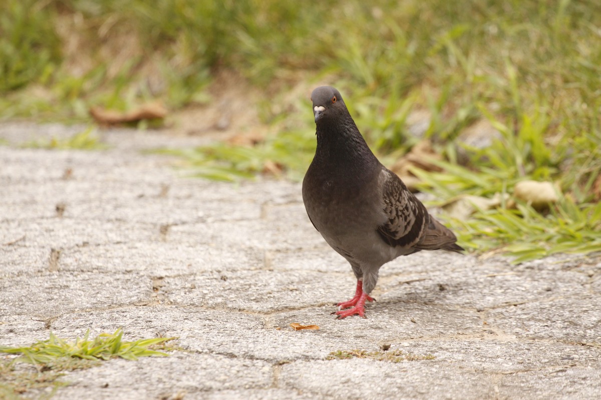 Rock Pigeon (Feral Pigeon) - ML622217660