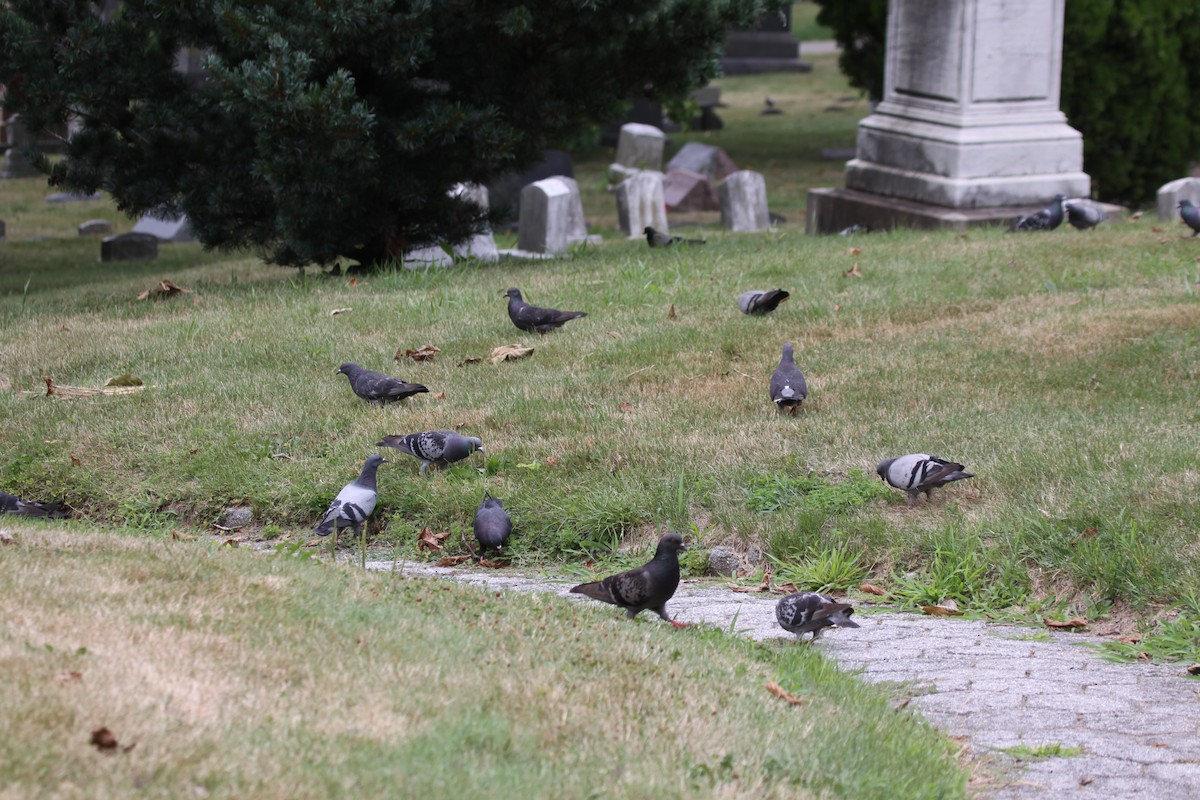 Rock Pigeon (Feral Pigeon) - ML622217662