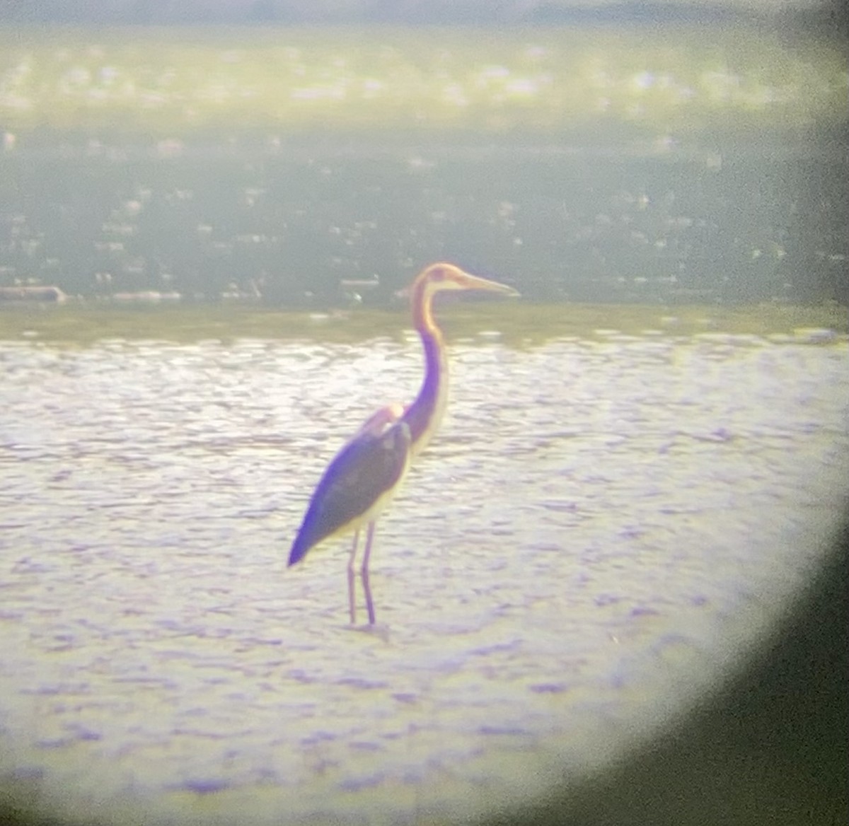 Tricolored Heron - ML622217748