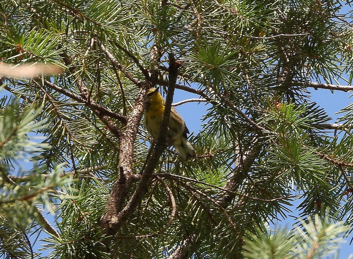 Grace's Warbler - ML622217918