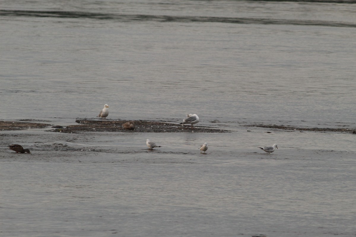 Gaviota Argéntea (americana) - ML622217966