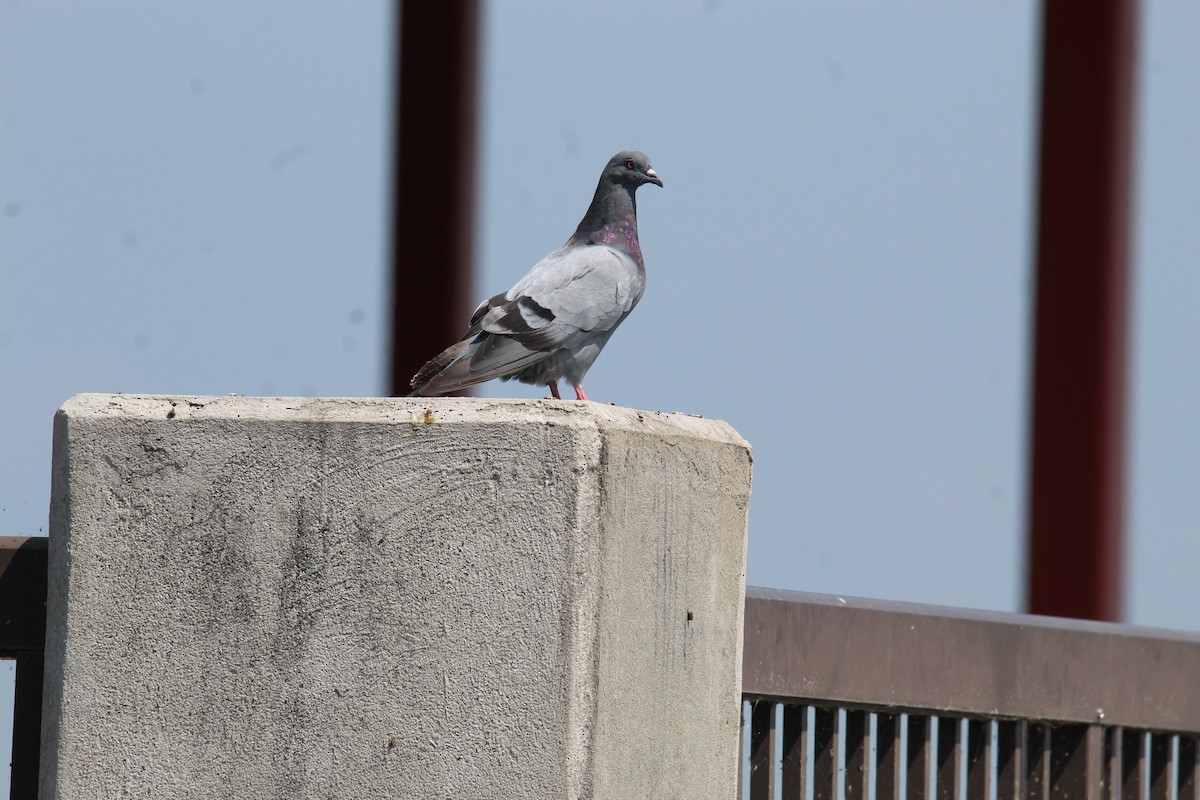 Rock Pigeon (Feral Pigeon) - ML622217969