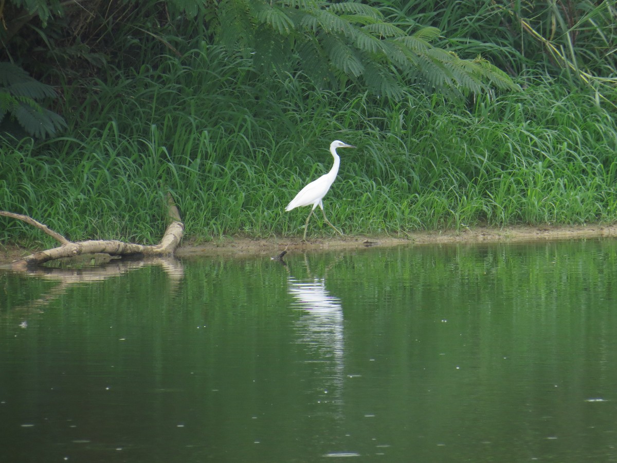 Little Blue Heron - ML622218050