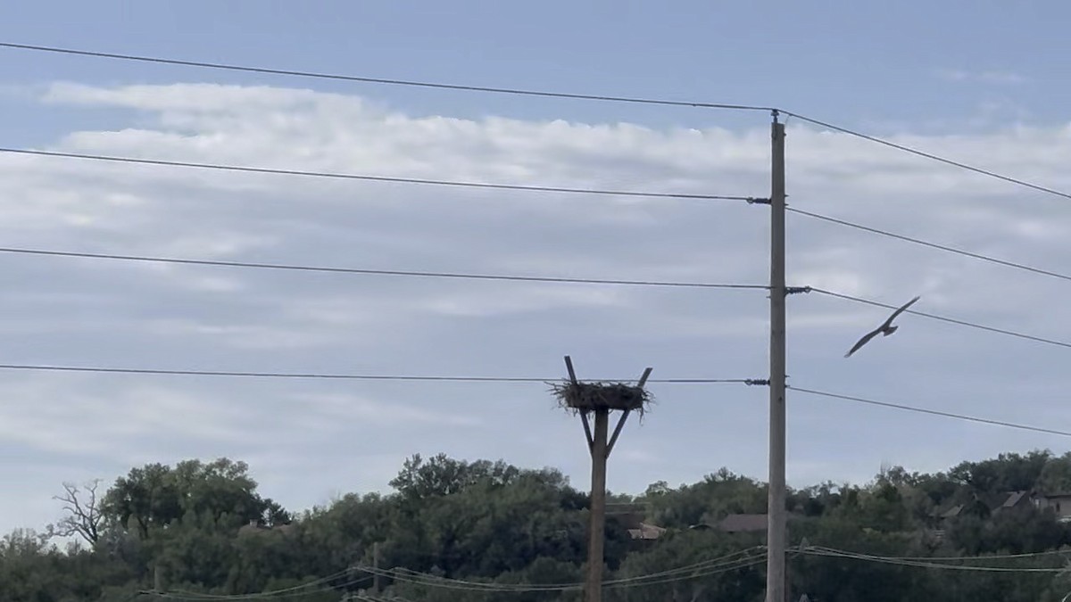 Osprey - ML622218073