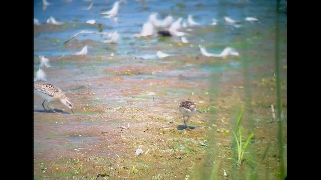 Semipalmated Sandpiper - ML622218198