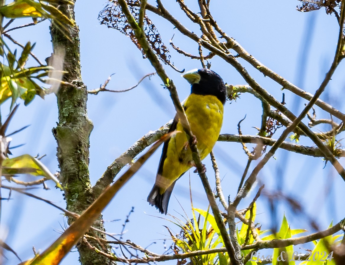 Hooded Grosbeak - ML622218248