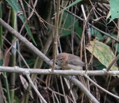 Long-billed Gnatwren - ML622218263