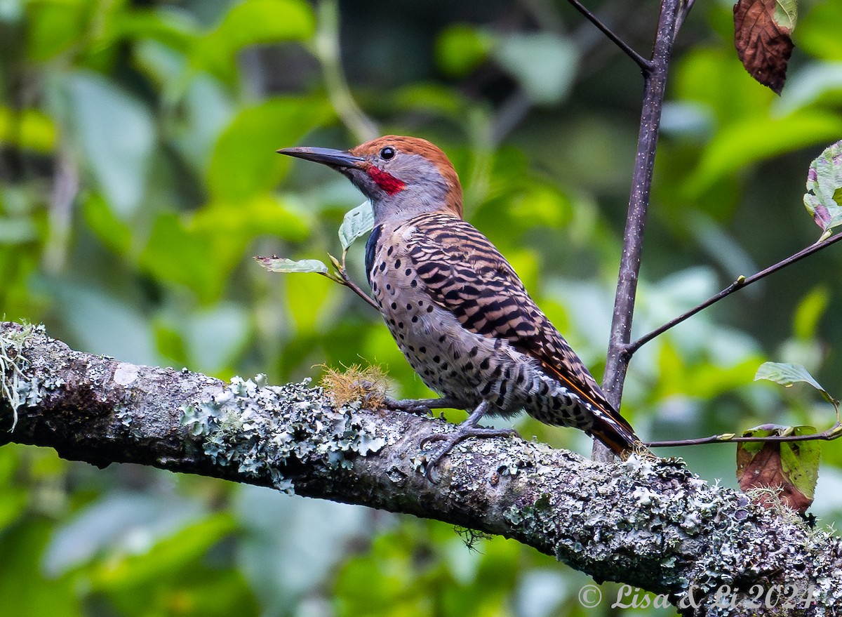 Northern Flicker (Guatemalan) - ML622218282