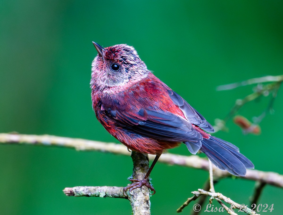 Pink-headed Warbler - ML622218283