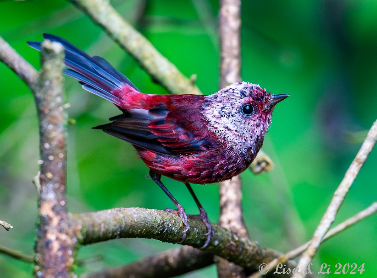 Pink-headed Warbler - ML622218284