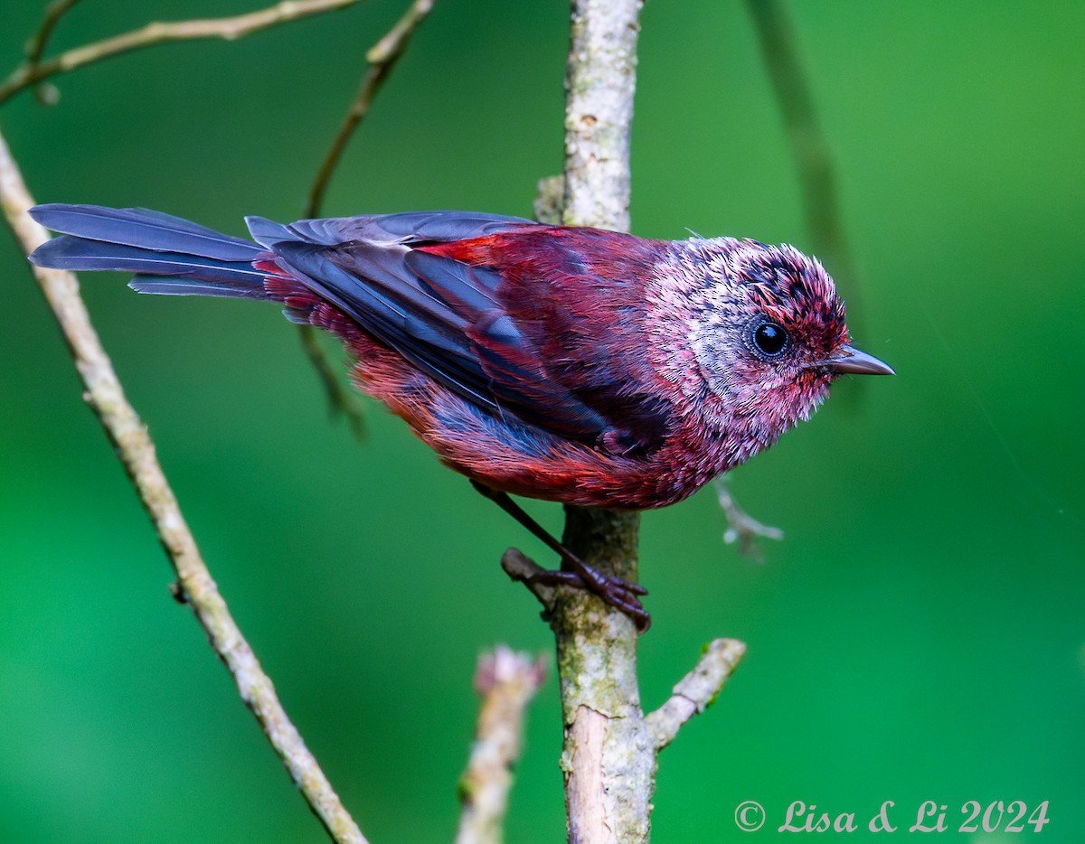 Pink-headed Warbler - ML622218285