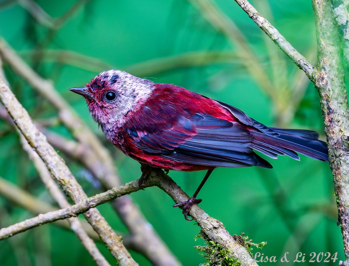 Pink-headed Warbler - ML622218286