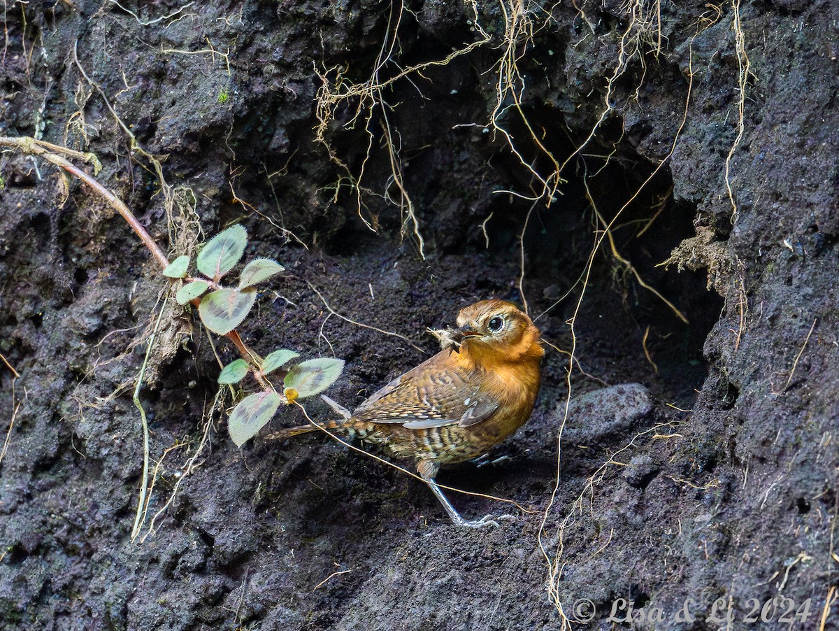 Rufous-browed Wren - ML622218302