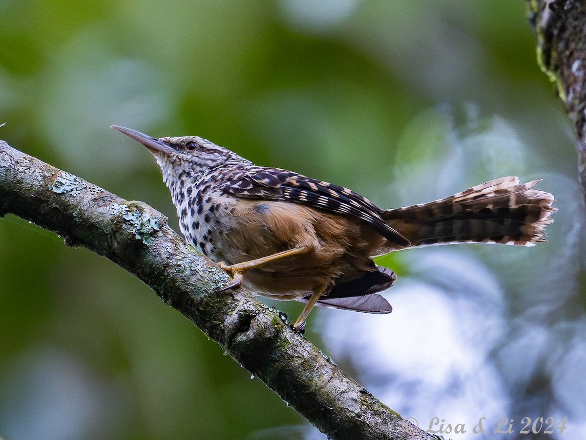 Band-backed Wren - ML622218305