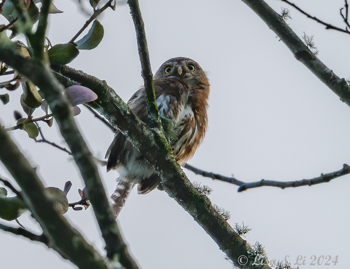 Northern Pygmy-Owl (Guatemalan) - ML622218319