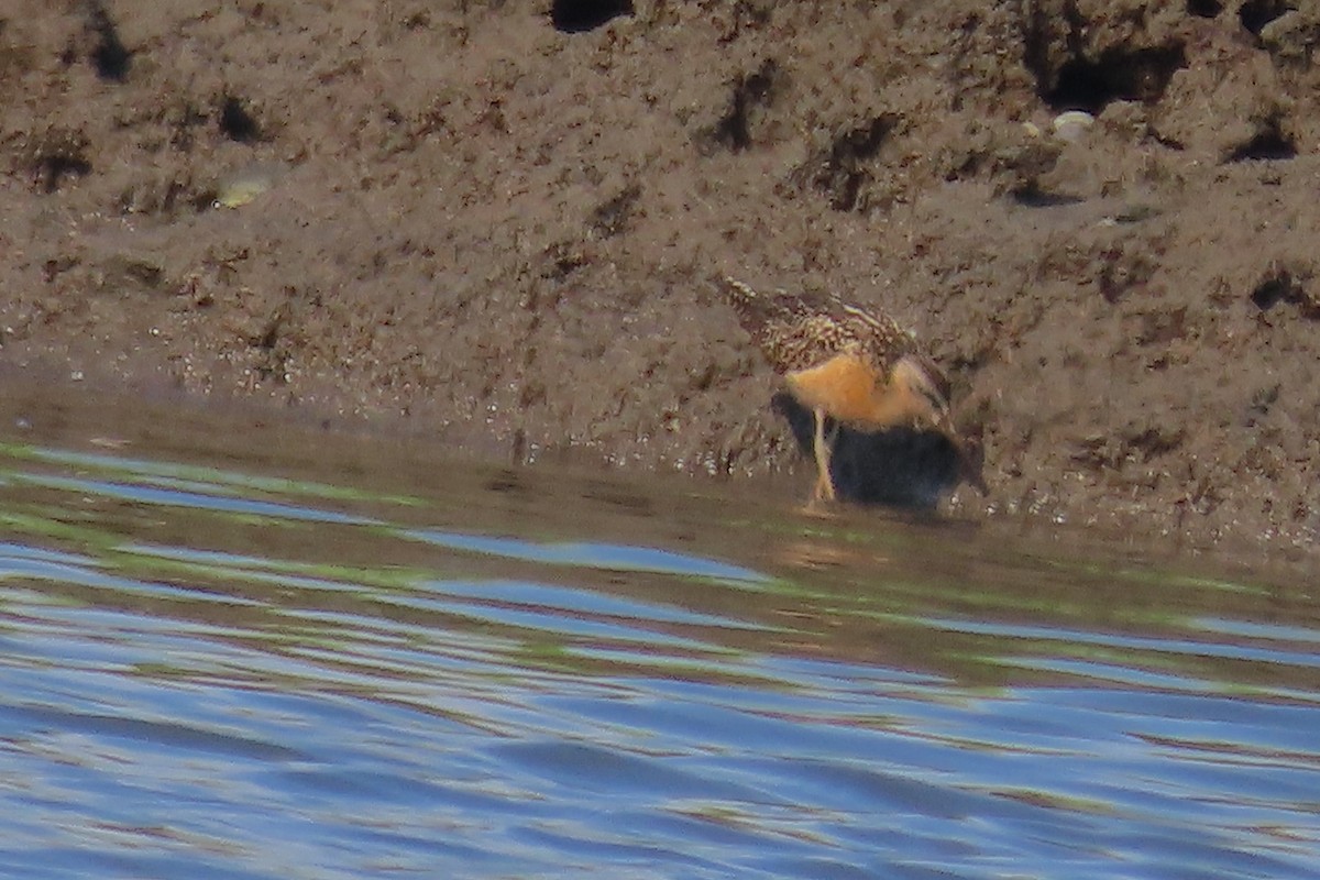 Short-billed Dowitcher (hendersoni) - ML622218333