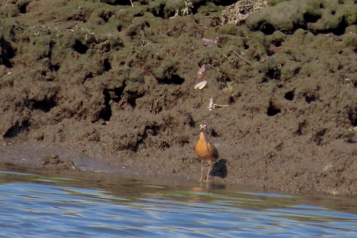 Short-billed Dowitcher (hendersoni) - ML622218334