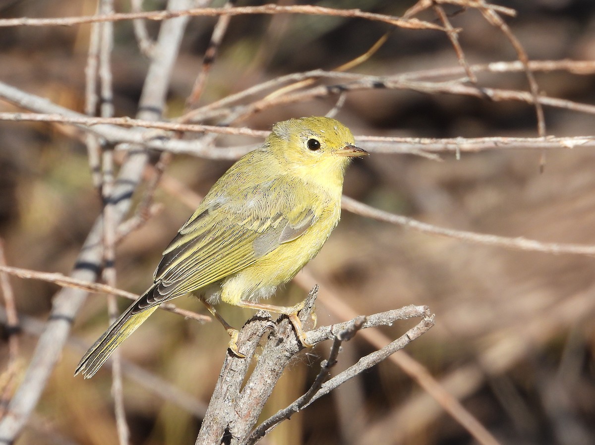 Yellow Warbler - ML622218347