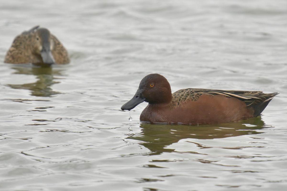 Cinnamon Teal - ML622218377