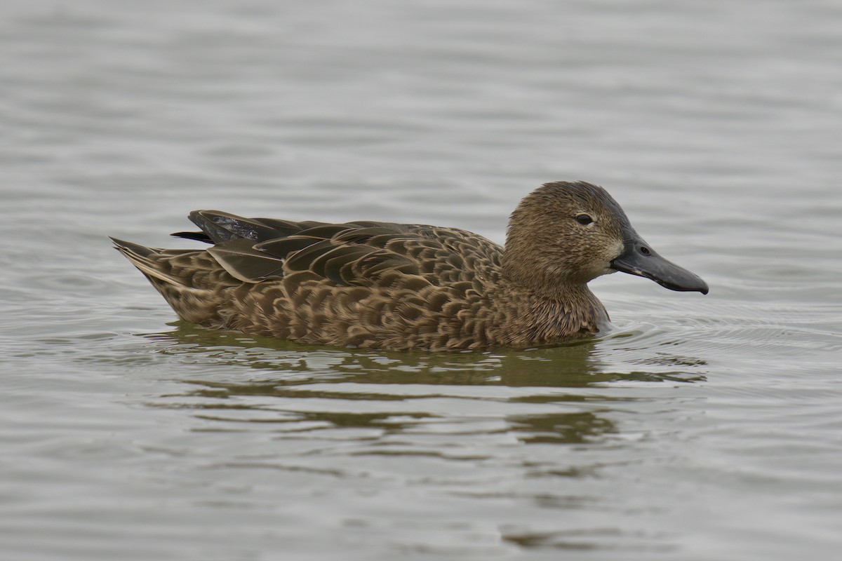 Cinnamon Teal - ML622218378